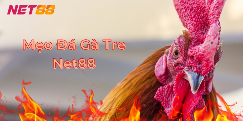 Mẹo Đá Gà Tre Net88 Chắc Chắn Thắng Dành Cho Tân Binh